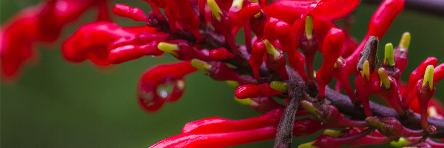 Na foto do Parrque Lageado aparecem flores de várias cores como vermelha com a ponta amarela, roxa com a ponta verde